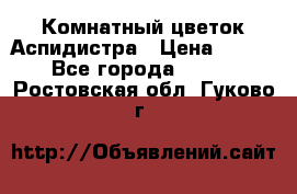 Комнатный цветок Аспидистра › Цена ­ 150 - Все города  »    . Ростовская обл.,Гуково г.